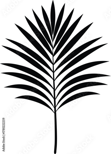 Black palm leaf silhouette isolated on background frond
