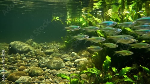 The serene underwater ecosystem, featuring lush aquatic plants, smooth river stones, and natural debris, all undisturbed by any external influence. Establishing shots of the environment, showing?