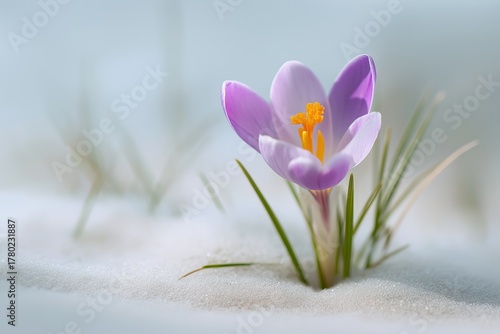 Purple-edged saffron and crocuses with green leaves in heavy snow, close-up with white background and blurred grass, representing hope and renewal for educational content.