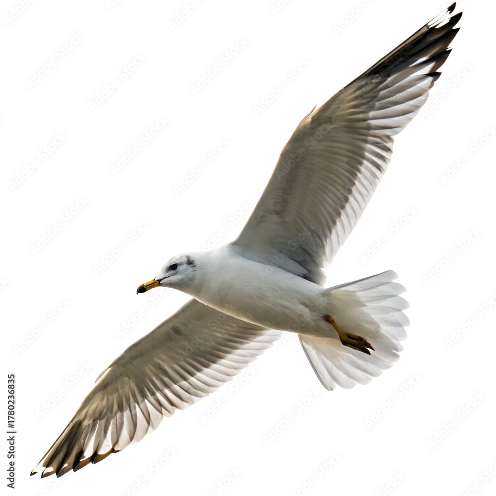 Fototapeta premium seagull in flying soaring gracefully isolated on transparent background