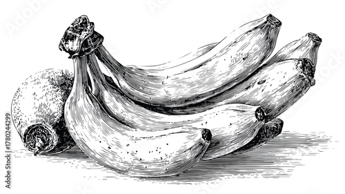 Colorful Vector Drawing of Bananas and Fruit Bunch, Fresh and Vibrant Image for Designs