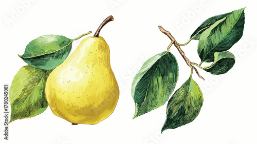 Detailed Drawing of Green Pear with Leaves and Vector Artwork