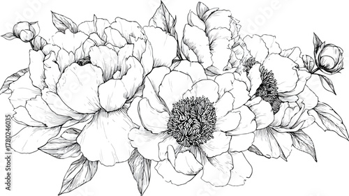 Elegant Peonies and Flowers Collection Vector Drawing