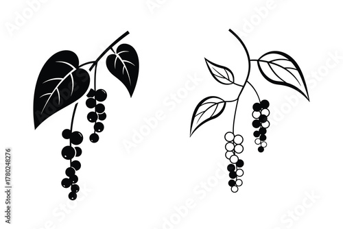 Vector illustration of black pepper plant branches with ripening peppercorns, symbolizing natural spice and culinary flavor for gourmet cooking