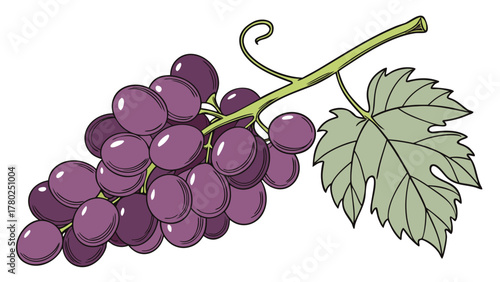 Illustration of a bunch of purple grapes with a green leaf and stem on a white background image here on transparent background silhouette