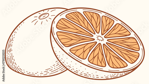Illustration of two oranges one whole and one cut in half showing the segments inside the fruit on transparent background silhouette
