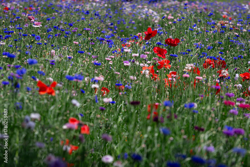 Vibrant Field of Wildflowers: A colorful expanse of wildflowers in full bloom, a tapestry of reds, blues, purples, and whites dances in a gentle breeze. This image captures the beauty of nature.