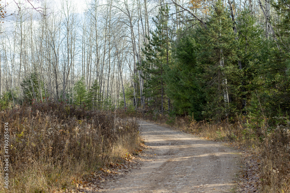 Fototapeta premium A curving dirt road in the forest lined with pine trees on a sunny day in fall