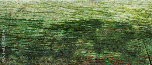 Old wooden planks with moss, green moss texture on wooden planks.