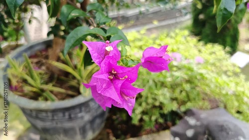 Beautiful Purple Bougainvillea Blooming Garden