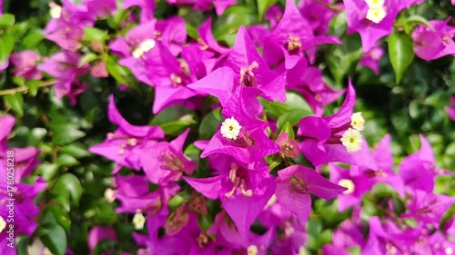 Bright Pink Purple Bougainvillea Bush