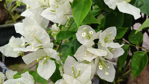 Bright Tropical Flowers In Sunlight Video
