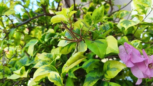 Green Leaves Bougainvillea Flowers Close Up