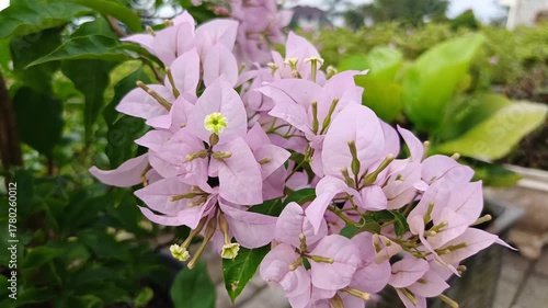 Exotic Flower Beauty In Focus