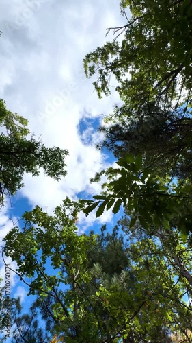 View of trees from below, forest and blue clouds, nature and clean air, forest background/ A tree with green leaves is in the middle of a forest. The sky is blue and there are clouds in the sky
