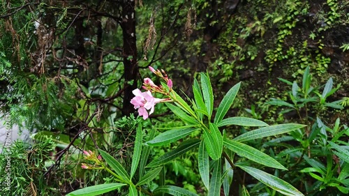 Lush Green Plants Nature Footage