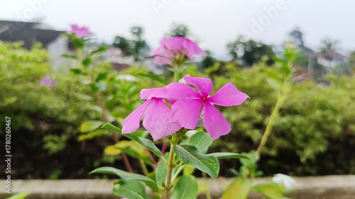Soft Pink Floral Background Footage