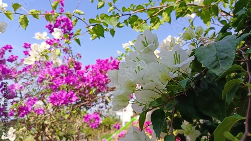 Summer Bloom Bougainvillea Plant Detail