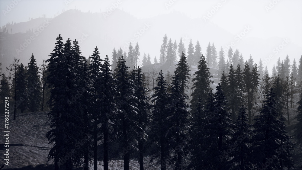 Naklejka premium In a serene winter scene, tall pine trees loom in silhouette against a misty backdrop of mountains. The tranquil atmosphere captures the beauty of a crisp morning in nature.