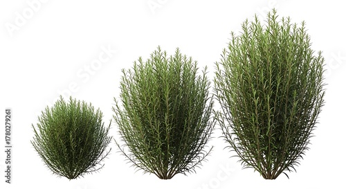 Three rosemary shrubs in different sizes isolated on white for garden design and landscaping project