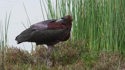 Glossy ibis // Brauner Sichler (Plegadis falcinellus)