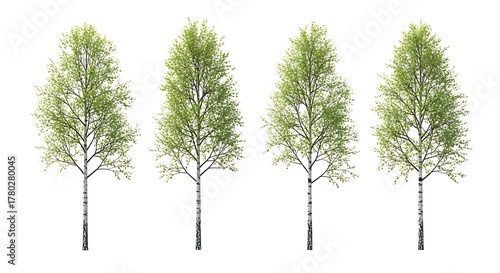 Four birch trees with fresh green leaves isolated on white background for landscape design elements