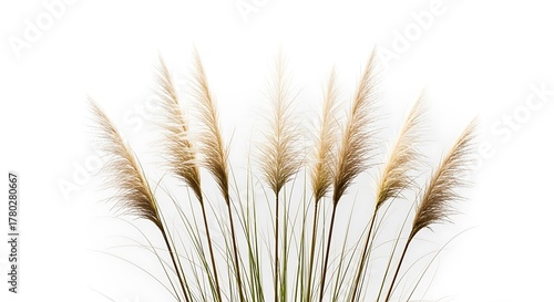 Pampas grass plumes decorative and elegant isolated on a white background