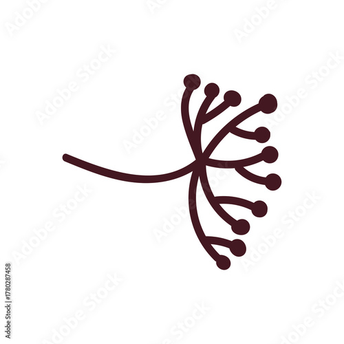 Delicate brown floral stem with small dark buds isolated on clean white background studio shot