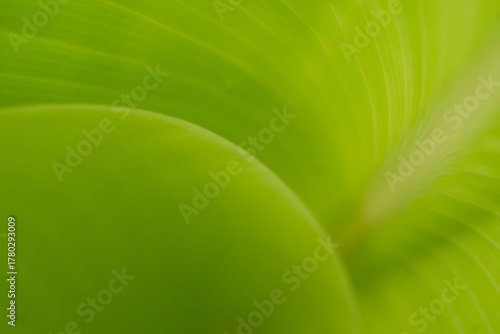 Soft focus close-up of a curving and abstract green leaf macro texture, bright vibrant nature background.