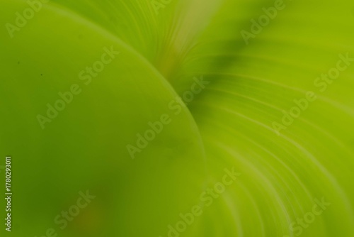 Soft focus close-up of a curving and abstract green leaf macro texture, bright vibrant nature background.