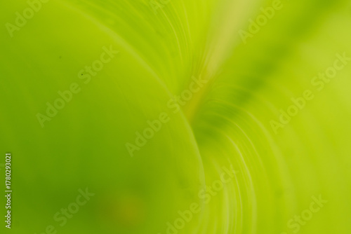Soft focus close-up of a curving and abstract green leaf macro texture, bright vibrant nature background.