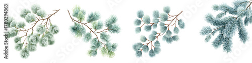 Eucalyptus and Pine Branches Collection on White Background