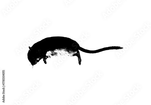 silhouette of a rat