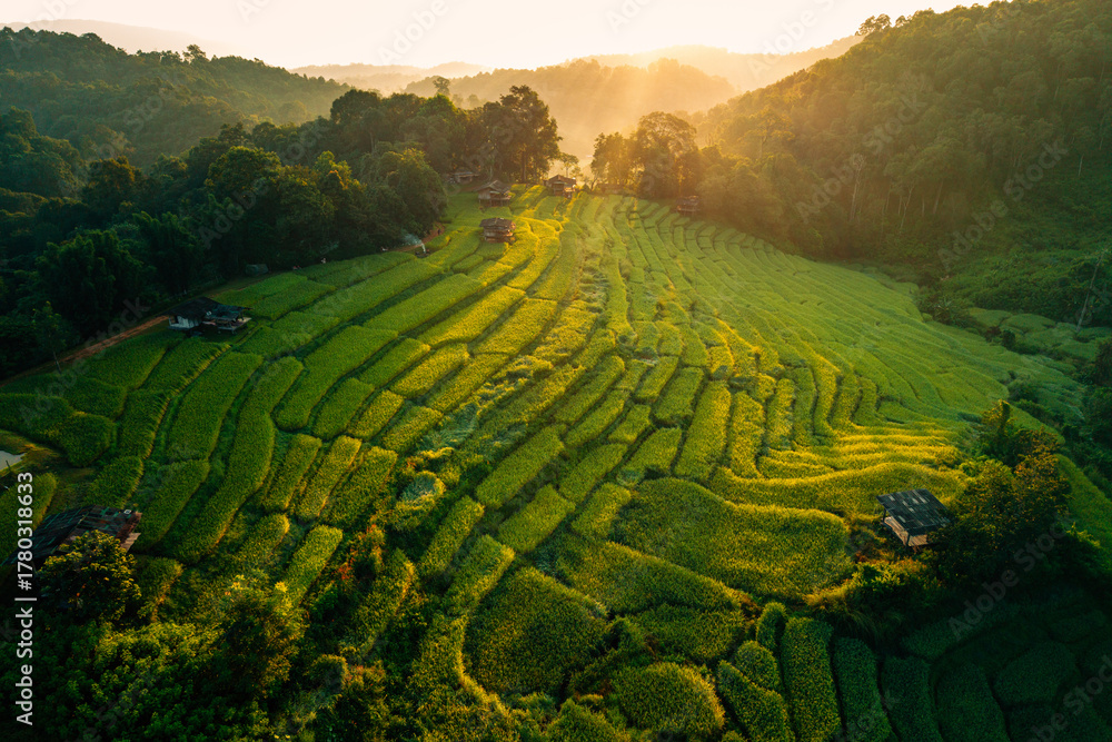 Naklejka premium Aerial view of lush green rice fields at sunrise with mountains in the background. Tropical rural landscape.