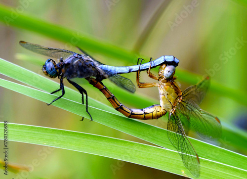 Canvas Print Blue shepherd (Orthetrum coerulescens) dragonflies performing the mating dance called a 'mating wheel,' close up on a green leaf with a green background