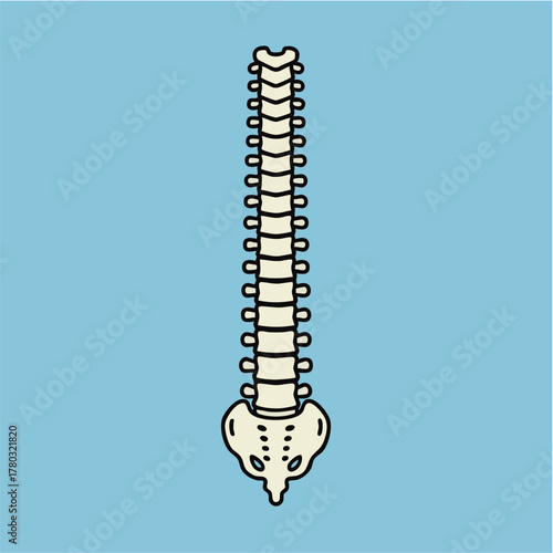 Simple Outline Vertebrae Structure Graphic Concept on Blue Background for Science and Posture