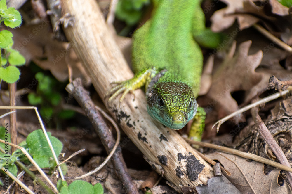 Naklejka premium Green Lizard Closeup in Natural Habitat