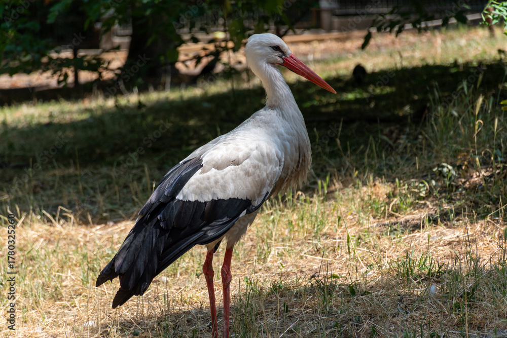 Fototapeta premium Standing Stork Full Body Margit Island