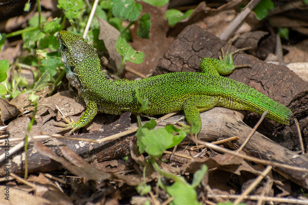 Fototapeta premium Green Lizard Closeup in Natural Habitat
