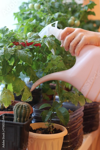 watering the plant cherry tomatoes