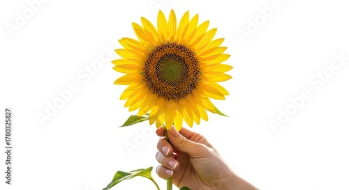 Hand holding a sunflower with golden petals  a dark center against a white backdrop