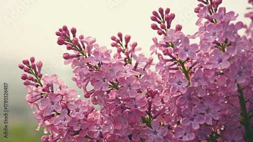 Soft focus close-up of fragrant pink and purple lilac flowers blooming in a tranquil spring garden setting