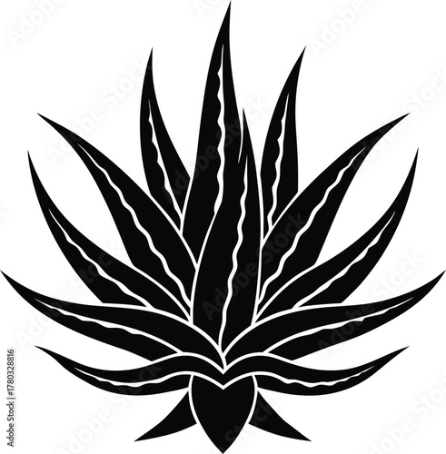 Black agave plant silhouette with sharp leaves isolated on transparent background