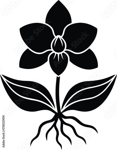 Silhouette orchid flower with large leaves and roots isolated on transparent background