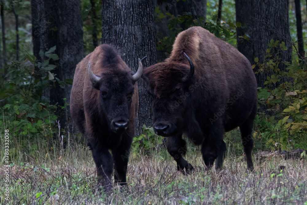Fototapeta premium couple of american bison