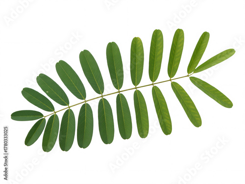 Fresh green acacia leaf, perfect for botanical designs and nature-inspired projects, a touch of organic beauty, vibrant, versatile, and inviting for creative works