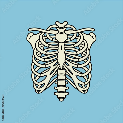 Simple Outline Thoracic Skeleton Graphic Concept on Blue Background for Medical Science