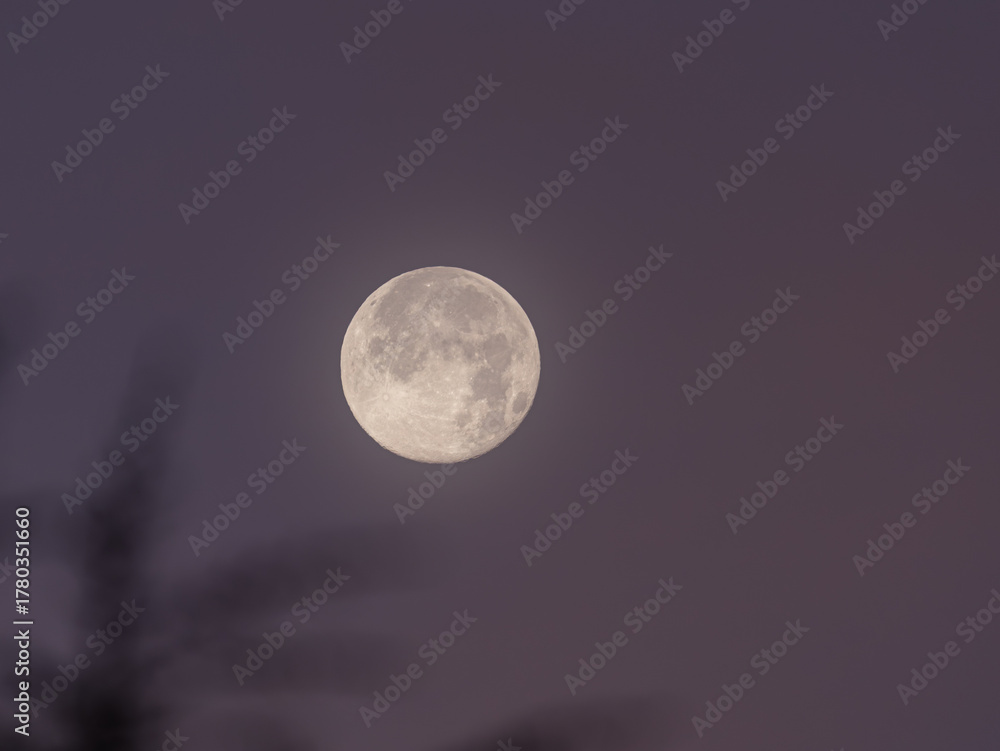 Fototapeta premium Super moon in the morning with a bit of fog beside some branches