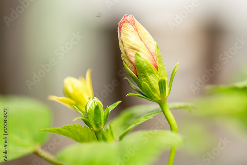 Close-up of flower bud on isolated background