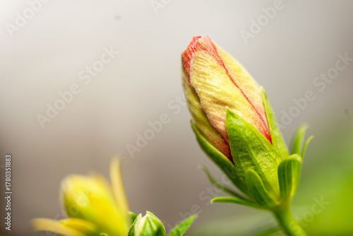 Close-up of flower bud on isolated background